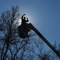 Chris Allen, with the city of Fayetteville’s Parks and Recreation division, removes holiday lights f...