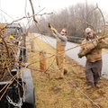 ALL CLEAR
Bentonville Parks Department employees Jerome Todd, left, and Will Loan clear some of the...