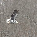 A bald eagle with a rare condition called leucestic feathers soars along the Beaver Lake shoreline T...