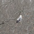 A bald eagle with rarely seen leucestic feathers roosts in a tree near Beaver Dam on Wednesday. The ...