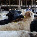 CATTLE CAVALRY - Rickie Cagle, gate man at the Farmers Livestock Auction, watches a group of livesto...