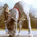 LET THE BIG DOG DRINK - Lindsey Lynch lets her Great Dane, Kaupo, have a sip of rainwater from a pud...