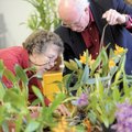 ORCHID APPRECIATION - Kathy Judy of Elkins helps Bradley Martin of Fort Smith with setting up one of...