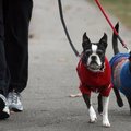  Arkansas Democrat-Gazette/WILLIAM MOORE
Boston Terrier Miss Boz (L) and Daschund mix Jamie sport s...