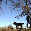 WINTER WALK - Greg Smithpeters of Rogers, walks Jackson, his 2-year-old border collie mix, Tuesday a...