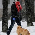 Mary Norris of Centerton walks her dog, Sasha, at the Kingsdale Recreation Complex as heavy snow fal...