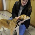 Erin Summers adopts a golden retriever mix Thursday from the Springdale Animal Shelter. Summers had ...