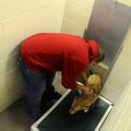 SHIPPING & RECEIVING - Val Valaquez, animal caretaker at the Springdale Animal Shelter, gets a dog r...