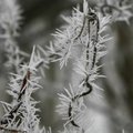  Tiny spikes of ice form on the branches of a tree early Sunday morning. A heavy fog covered the Rog...