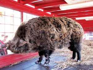 Russian Razorback Boar