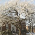 Freezing fog coats a tree in front of the Rogers Historical Museum annex at Second and Poplar street...