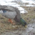 FINE WEATHER FOR FOWL - A mallard drake forages for food in the ice and snow Thursday afternoon at L...