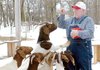 John Pickering has the full attention of several of his Gravette farm’s Boer goats as he hands out treats Tuesday.