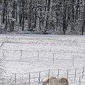 SNOWY STEED - A horse walks across a frozen field near Hunt Lane on Tuesday. The National Weather Se...