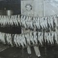  In this 1968 photo, Glen Andrews shows a massive catch of bass he and some friends caught during tw...