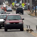 Motorists wait as three Canada geese back up traffic Monday while trying to cross West Maple Avenue ...