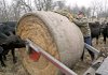 Ozzie Rodgers of Decatur cuts the wrapping from around a bale of hay while feeding cows on the family farm Monday. 