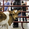FULL ATTENTION - A calf is examined by Derek Wardlow, student teacher in biological animal science c...