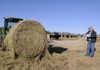 WEATHER WOES - Dale Rouse unwraps a bale of hay Wednesday afternoon on his Tontitown ranch as his cattle approach to feed. Rouse said his cattle consume up to 50 percent more hay in cold winter weather and require two daily feedings totaling about $60 in hay costs and several extra hours of work after returning home from his off-the-farm job.