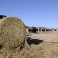 WEATHER WOES - Dale Rouse unwraps a bale of hay Wednesday afternoon on his Tontitown ranch as his ca...