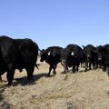 Dale Rouse’s cattle herd feed on hay Thursday afternoon on his ranch in Tontitown. Several heifers a...