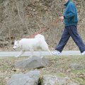 STAFF PHOTO DAVID FRANK DEMPSEY 
Gene Engle walks his 13-year-old dog Cody along the banks of Lake ...