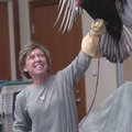 STAFF PHOTO FLIP PUTTHOFF 
Turkey vulture Igor spreads wings for wildlife rehabilitator Lynn Sciumb...