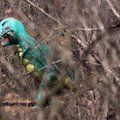 A fake dinosaur peeks out from behind the trees inside the closed Dinosaur World Thursday, March 4, ...