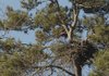 The bald eagle’s white head is barely visible at the center of the nest.