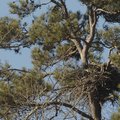 The bald eagle’s white head is barely visible at the center of the nest.