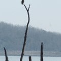 A bald eagle that is most likely the mate of the eagle in the nest perches one-quarter mile north of...
