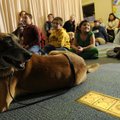 POLICE PUP - Urgo, a 9-year-old Belgian malinois, relaxes Tuesday while his partner, Rogers Police C...