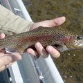Rainbow trout eagerly pounced flies and jigs worked in eddies and along current seams.