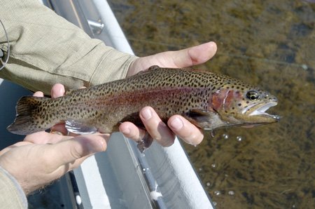 
                               
                                  Photo by Flip Putthoff&mdash;
                               
                           
                           Rainbow trout eagerly pounced flies and jigs worked in eddies and along current seams.