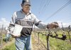 A worker applies a mixture containing pine to prevent disease from attacking freshly pruned grapevines earlier this month at a vineyard in Napa, Calif.