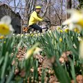 A cyclist's mirrors the colors found in the flowers in Wilson Park as he rides on North Prospect Str...