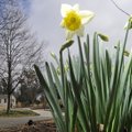 A pedestrian walks Tuesday near flowers in bloom in Wilson Park in Fayetteville. Blossoms are poppin...