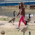 Margret Blair, 7, of Fort Worth walks among some ducks and Canada geese Tuesday afternoon at Murphy ...