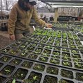 PLANT PREP - Blake Ritter of White River Nursery on Huntsville Road in Fayetteville moves a tray of ...