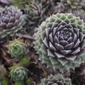 A hen and chicks plant is offered for sale at the Fayetteville nursery. Cold weather-loving plants s...