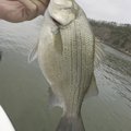 White bass are even more fun to catch on a fly rod.
