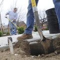 GREENING UP - Carl Myers of Rogers, left, plants bushes Wednesday while Gary McCarty digs holes for ...