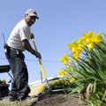 GAINING GROUND - Angel Acosta with the Jones Center cleans a flower bed outside the Harvey Jones Hea...