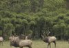 Bull and cow elk roam a pasture near Ponca. The elk at 
right wears a transmitter collar for research purposes.