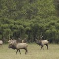 Bull and cow elk roam a pasture near Ponca. The elk at 
right wears a transmitter collar for resear...