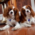 Sisters Molly and Carter, 1-year-old Cavalier King Charles Spaniels, will be greeting visitors to th...