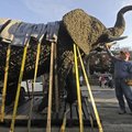 Gregg Rhodes of Barbee Equipment feels the texture of an elephant sculpture Wednesday while helping ...
