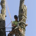 Bob Dell of Trinity Tree service ropes off the top of a tree before cutting it Wednesday at a reside...