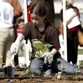 IN THE SWEET SUNSHINE - Peyton Boosey, 10, of Fayetteville plants sweet peppers Thursday in a commun...