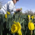 OPENING DAY - Janet Bachmann of Fayetteville picks daffodils Wednesday in anticipation of the openin...